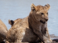 Lejon, Ngorongokratern Tanzania