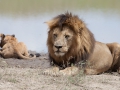Lejon, Ngorongokratern Tanzania