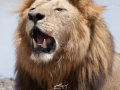 Lejon, Ngorongokratern Tanzania