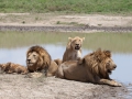 Lejon, Ngorongokratern Tanzania