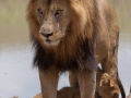Lejon, Ngorongokratern Tanzania