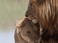 Lejon, Ngorongokratern Tanzania