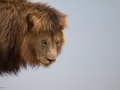 Lejon, Ngorongokratern Tanzania