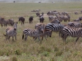 Migrationen, Ngorongokratern Tanzania