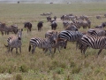 Migrationen, Ngorongokratern Tanzania