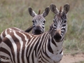 zebror, Ngorongokratern Tanzania