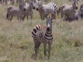 zebror, Ngorongokratern Tanzania