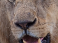 lejon, Ngorongokratern Tanzania