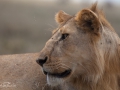 Ngorongokratern Tanzania