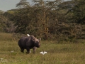 Norshörning, Ngorongoro Tanzania