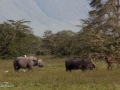 Norshörning, Ngorongoro Tanzania