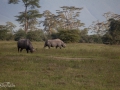 Norshörning, Ngorongoro Tanzania
