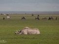 Noshörning, Ngorongoro, Tanzania