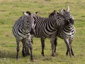 zebror, Ngorongoro, Tanzania
