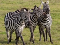 zebror, Ngorongoro, Tanzania