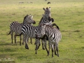 zebror, Ngorongoro, Tanzania