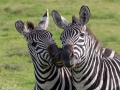 zebror, Ngorongoro, Tanzania