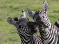 zebror, Ngorongoro, Tanzania