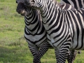 zebror, Ngorongoro, Tanzania
