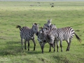 zebror, Ngorongoro, Tanzania