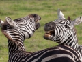 zebror, Ngorongoro, Tanzania