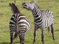 zebror, Ngorongoro, Tanzania