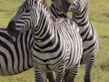 zebror, Ngorongoro, Tanzania