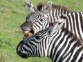 zebror, Ngorongoro, Tanzania