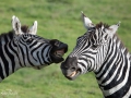 zebror, Ngorongoro, Tanzania
