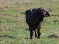 zebror, Ngorongoro, Tanzania