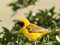 Vitteline Masked Weaver