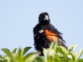 Fan-Tailed Widowbird