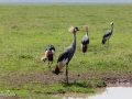 Grey Crowned Crane