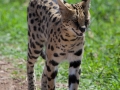 Servalkatt, Ngorongoro Tanzania