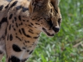 Servalkatt, Ngorongoro Tanzania