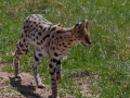 Servalkatt, Ngorongoro Tanzania