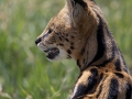 Servalkatt, Ngorongoro Tanzania
