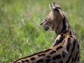 Servalkatt, Ngorongoro Tanzania