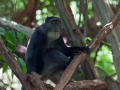 Apa i Lake Manyara Tanzania