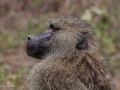 Babian, Lake Manyara Tanzania