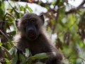 Babian, Lake Manyara Tanzania