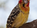 Fågel från Lake Manyara Tanzania