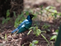 Superb Starling