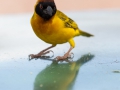 Vitteline Masked Weaver