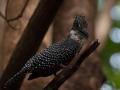 Giant Kingfisher, Vitteline Masked Weaver