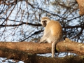 Blue monkey