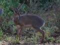 Dikdik