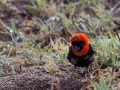 Afrikans fågel från Tanzania