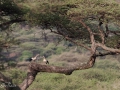 Afrikans fåglar från Tanzania