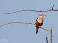 Kingfisher Tanzania